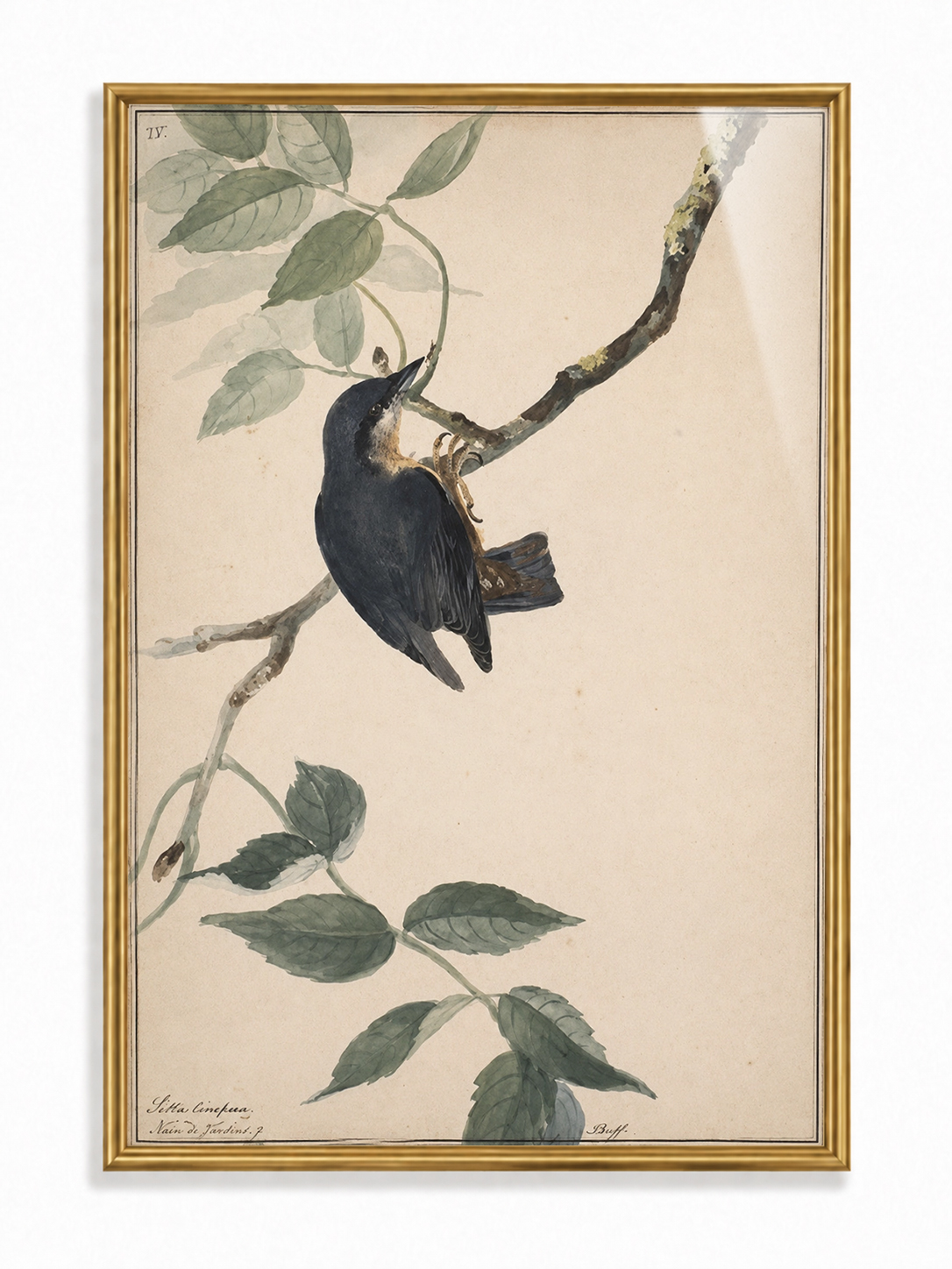 Songbird