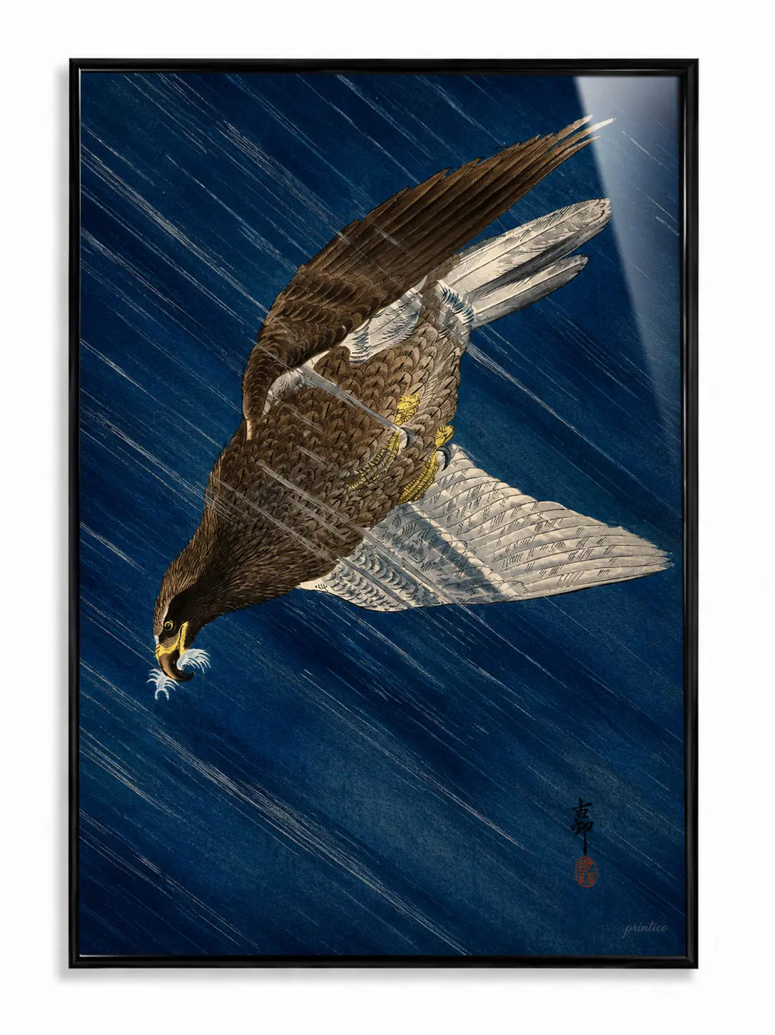 Peregrine Falcon