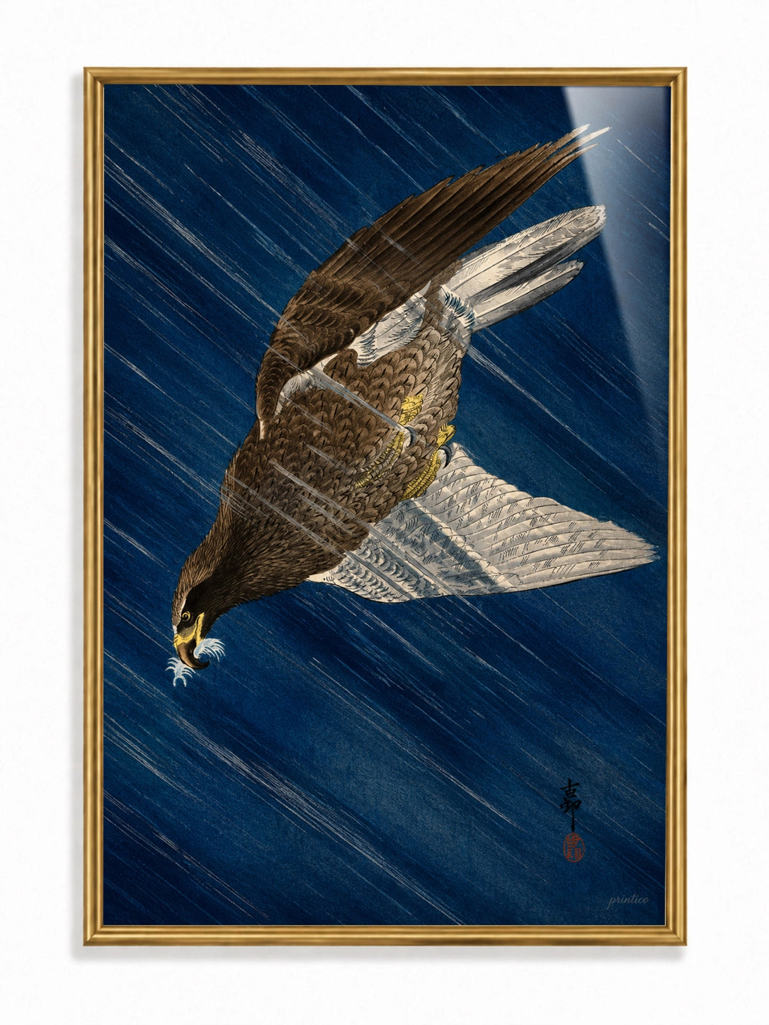 Peregrine Falcon