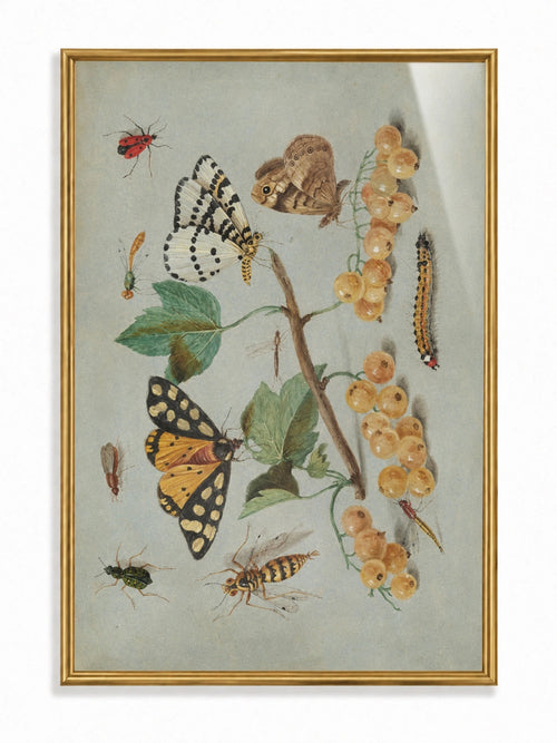 Butterflies and White Currants