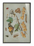 Butterflies and White Currants