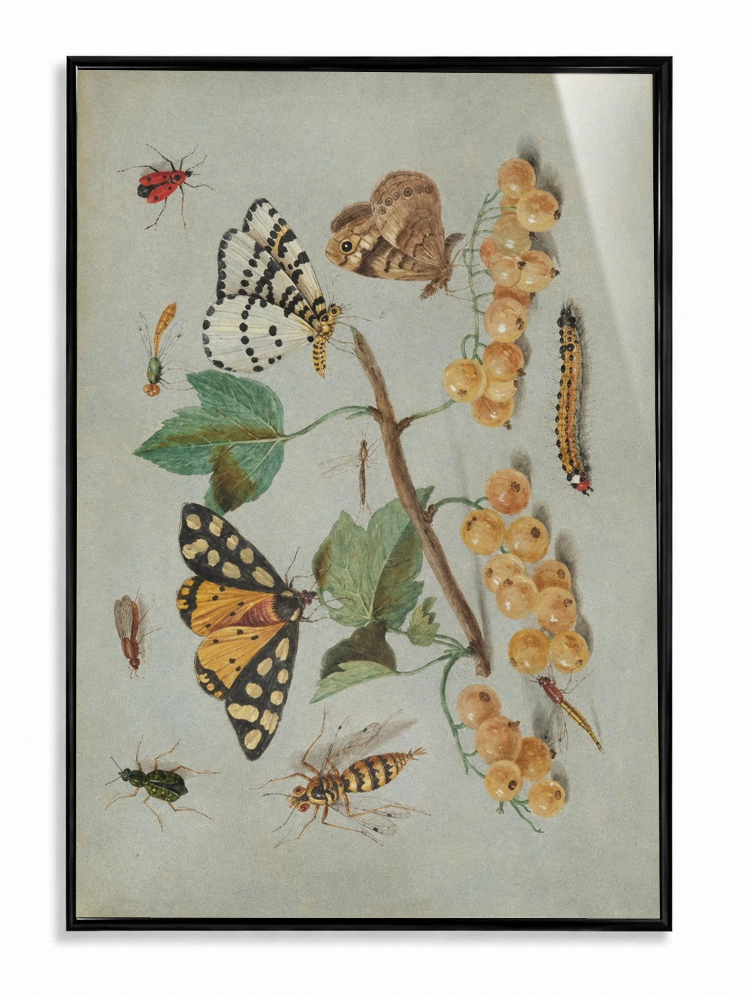 Butterflies and White Currants