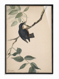 Songbird