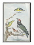Songbirds at Dawn