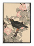 Blossom Songbird