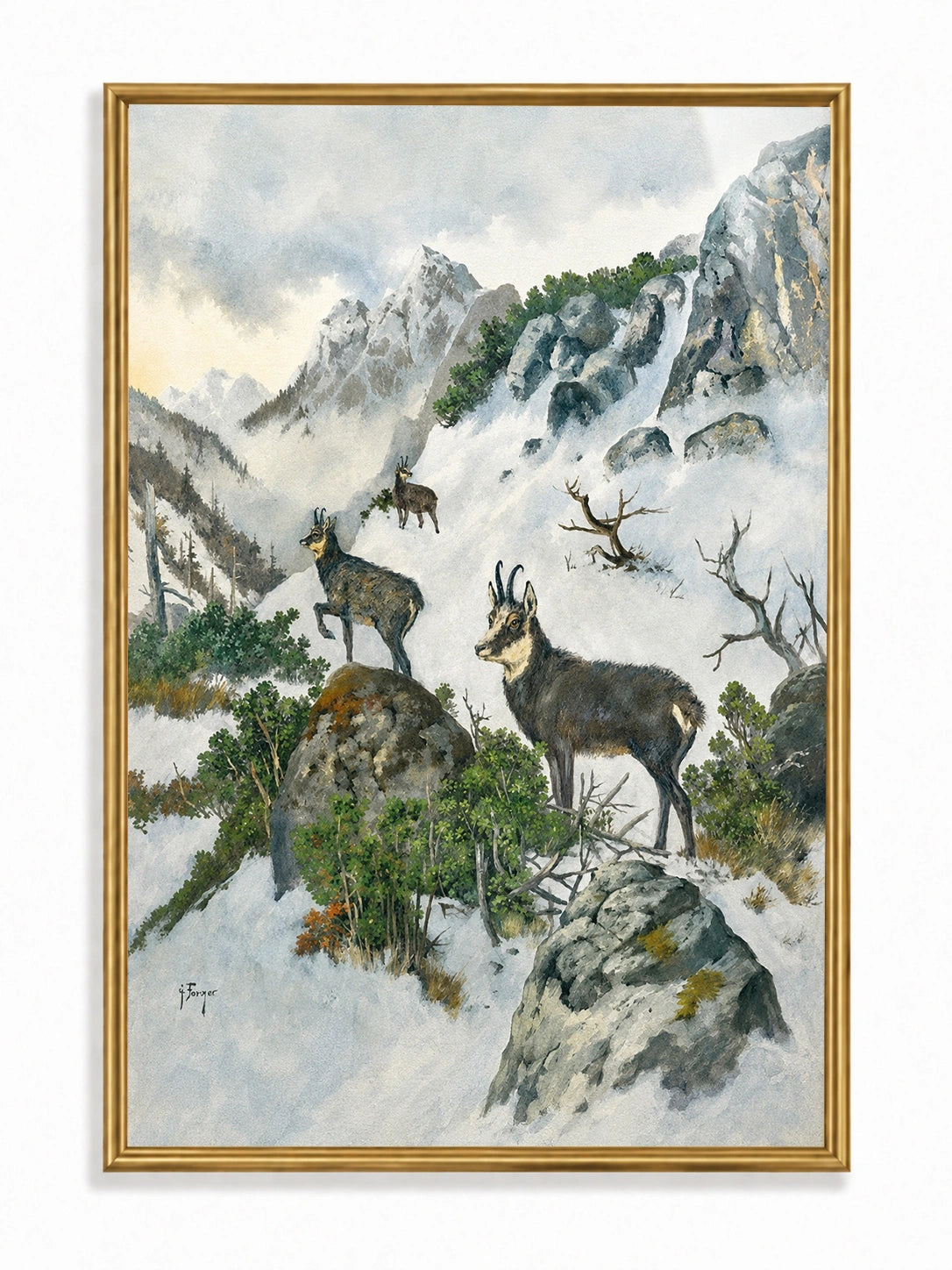 Mountain Chamois
