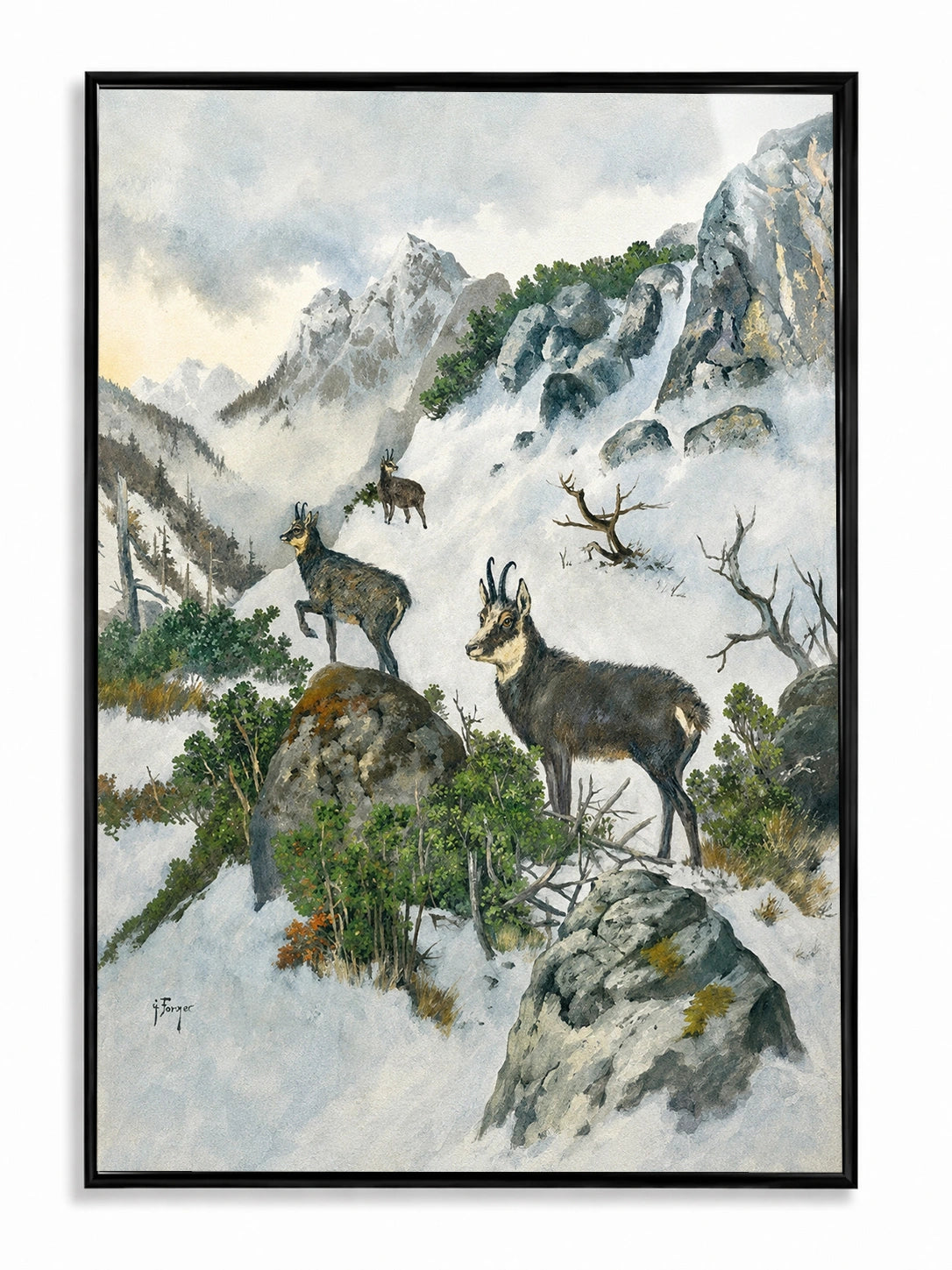 Mountain Chamois