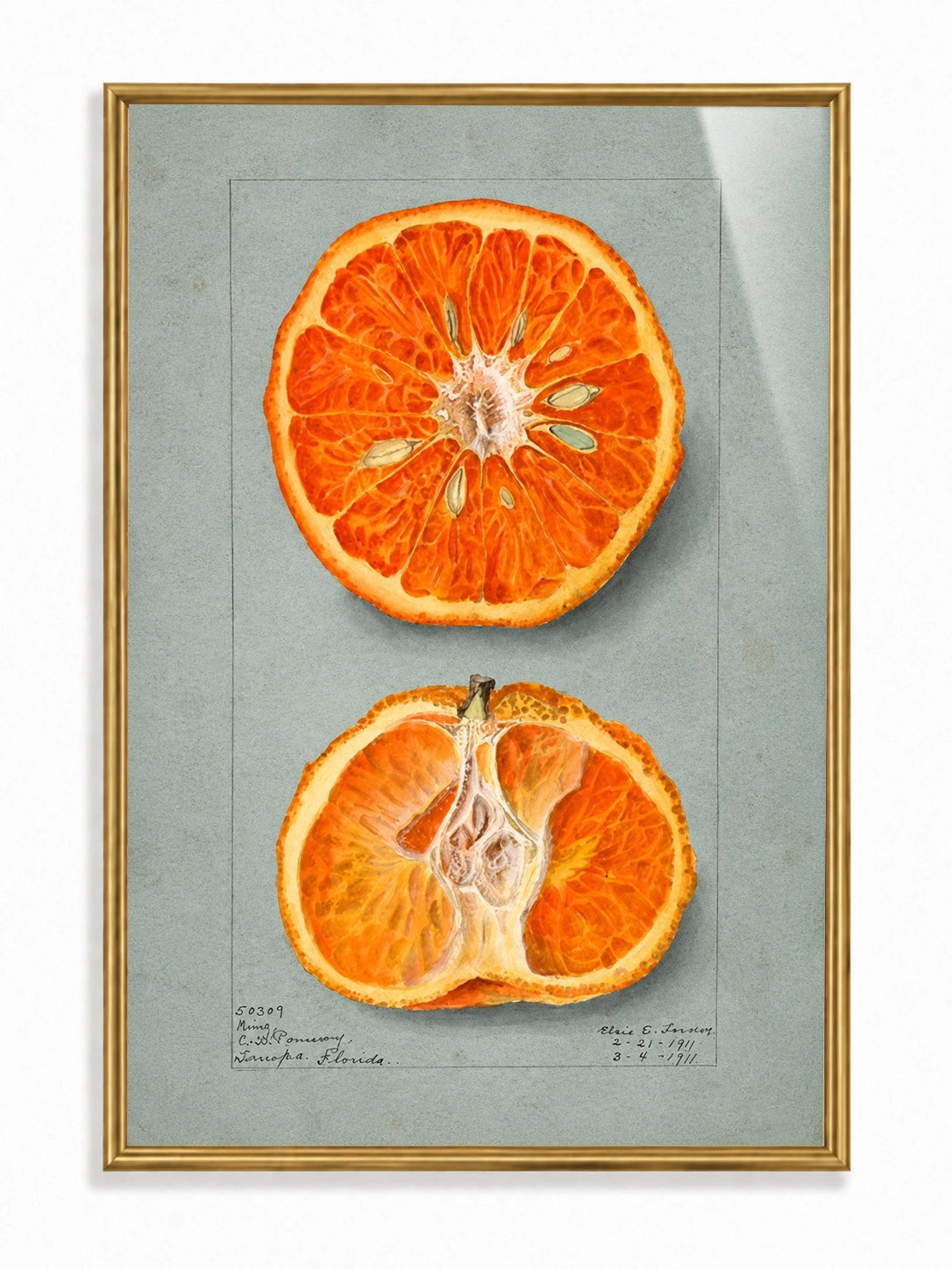 Sunlit Citrus