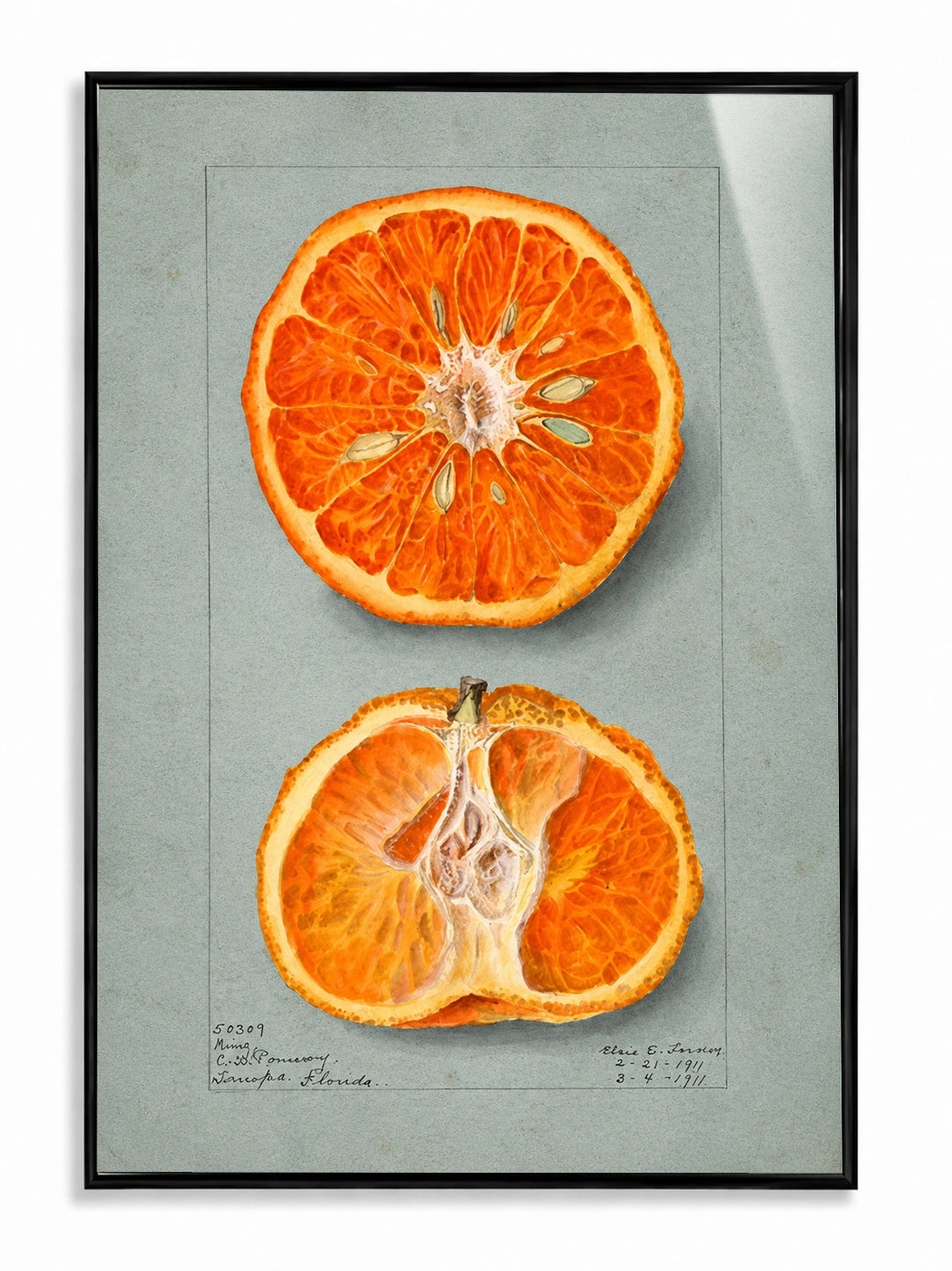 Sunlit Citrus