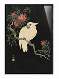 Pomegranate Cockatoo