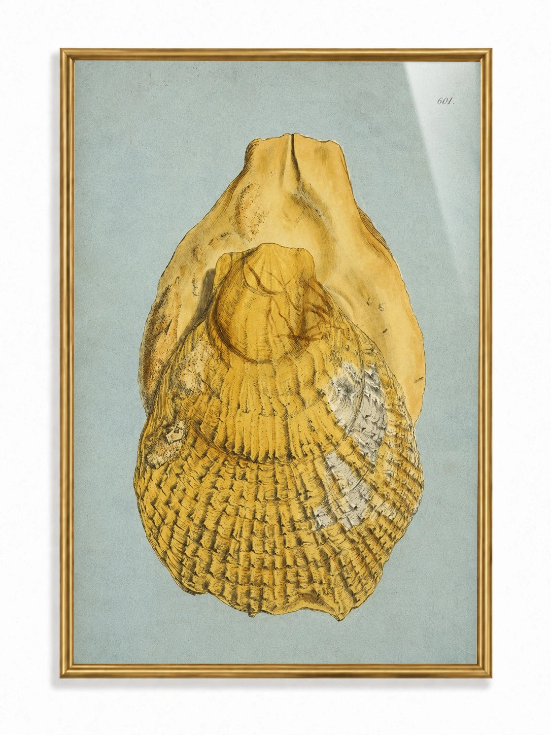Golden Oyster