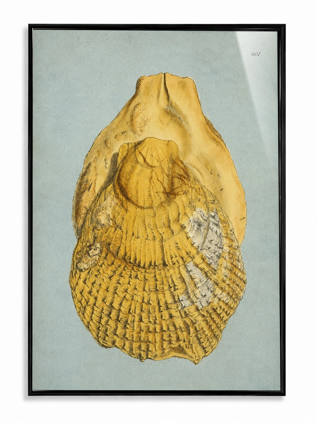 Golden Oyster
